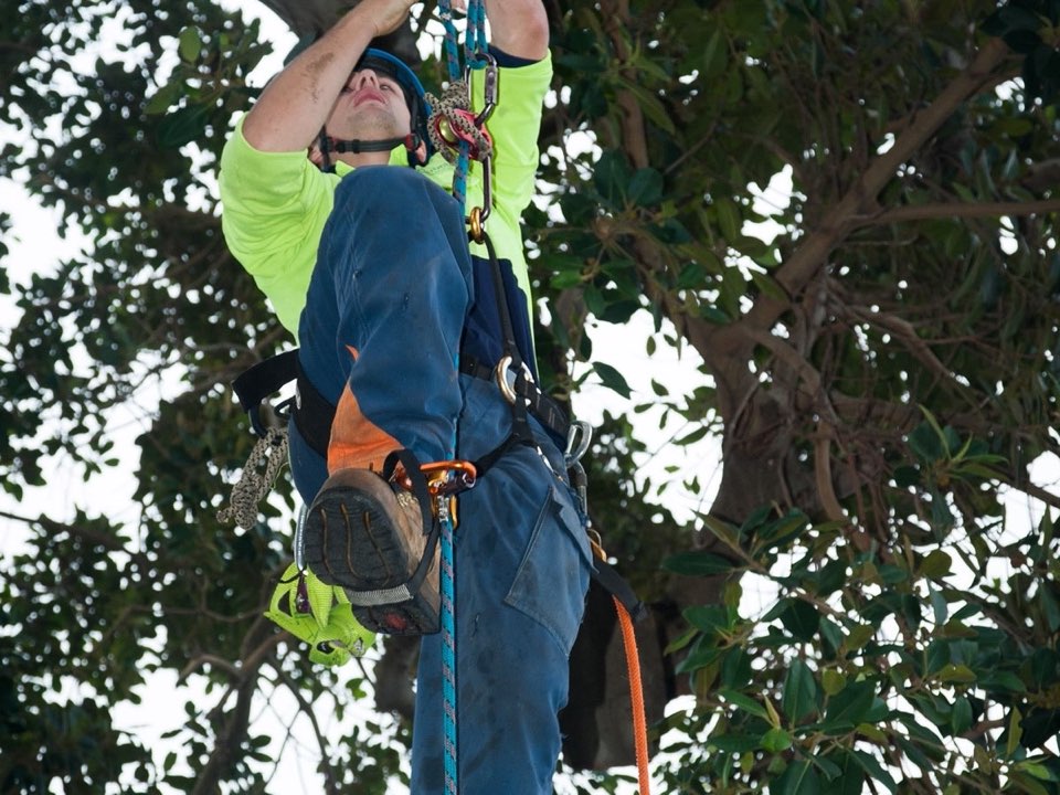 Qualified arborist working in a mature tree during an Enviro Trees UK survey in Lancashire