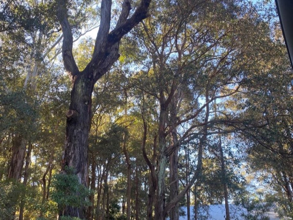 Mature trees in Lancashire parkland with a property visible in the background